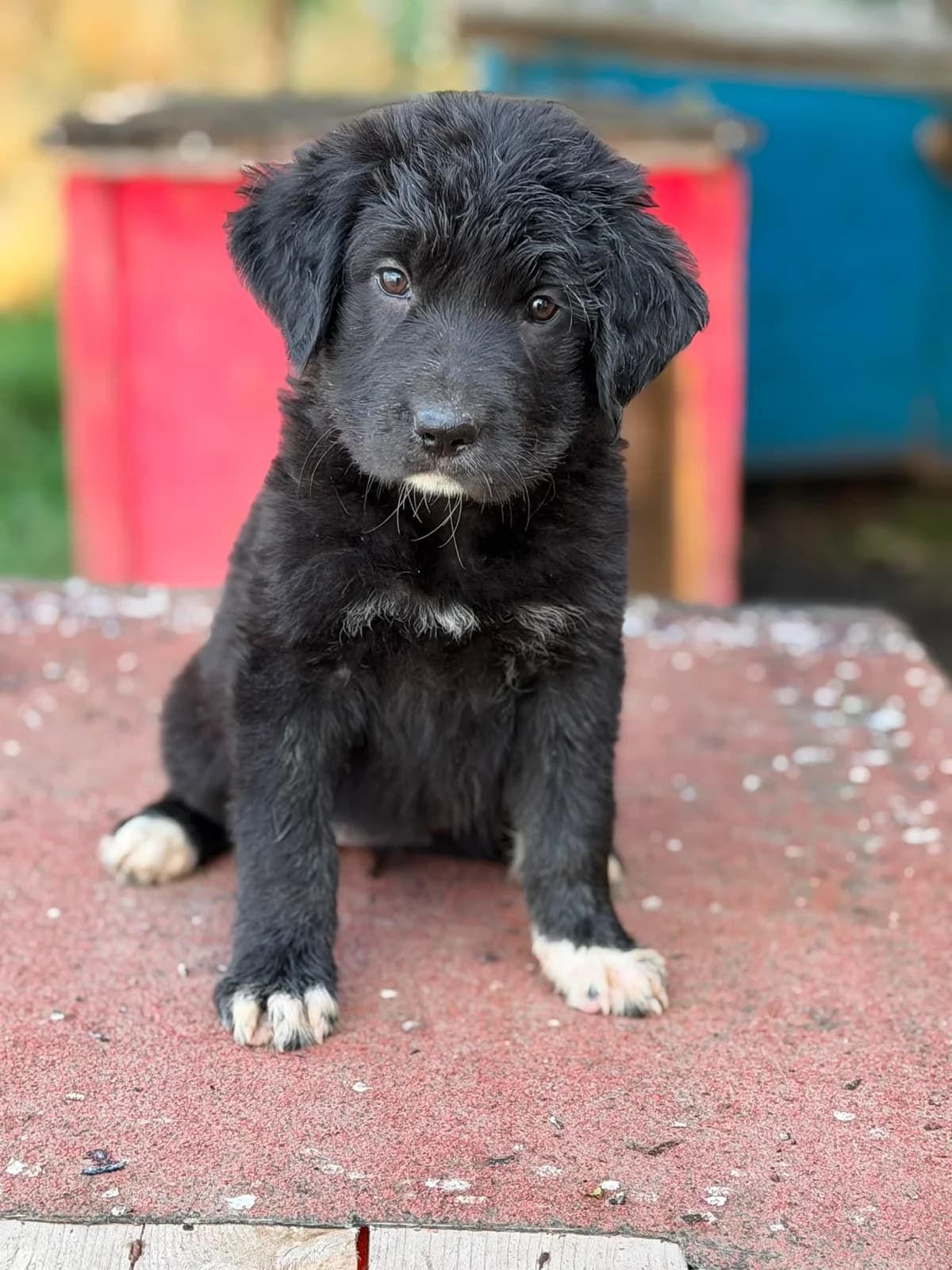 Nala, female puppy Mixed Breed for adoption at Pföttchenretter mit Herz e.V., Leichlingen