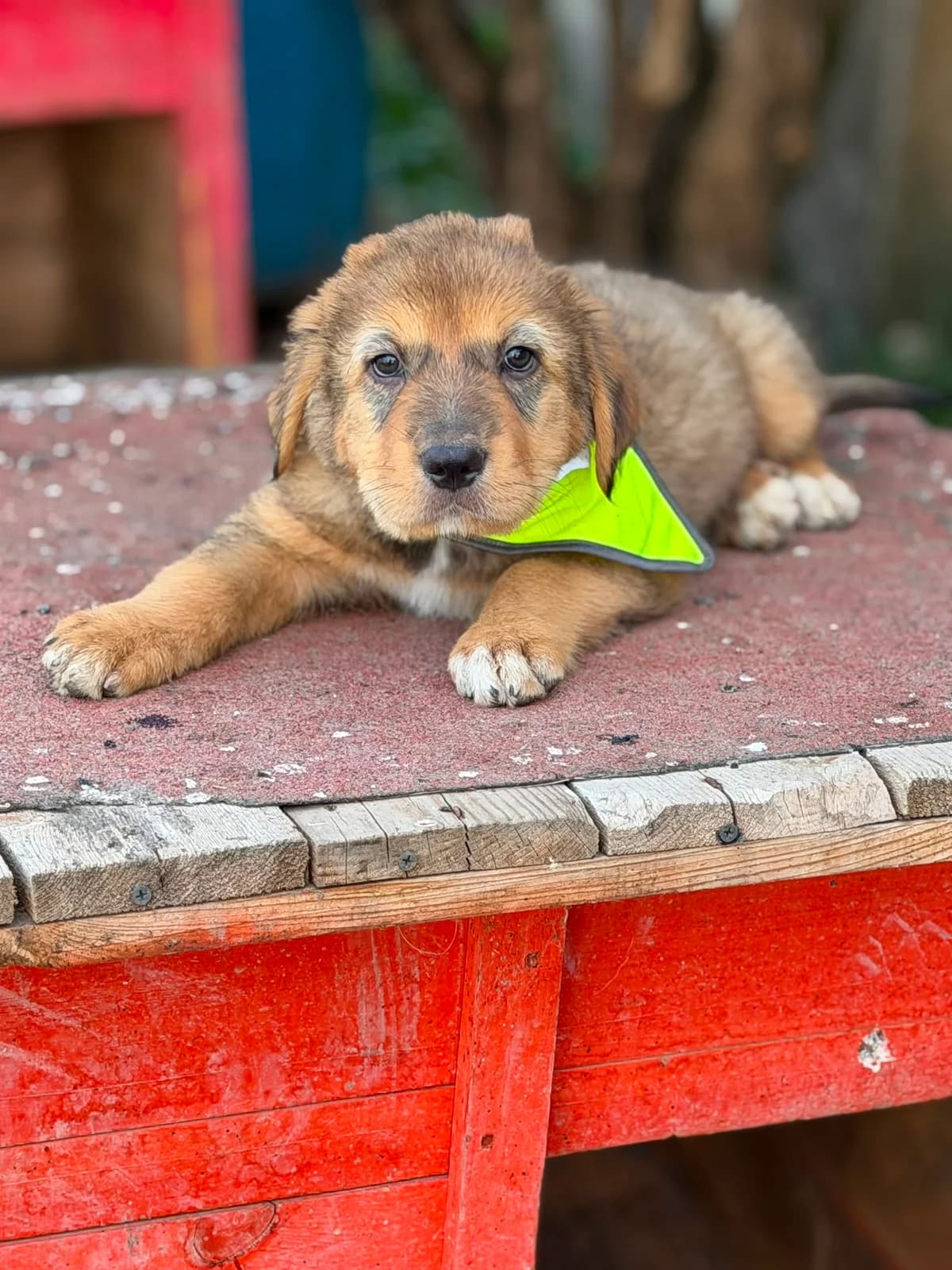 Lion, male puppy Mixed Breed for adoption at Pföttchenretter mit Herz e.V., Leichlingen