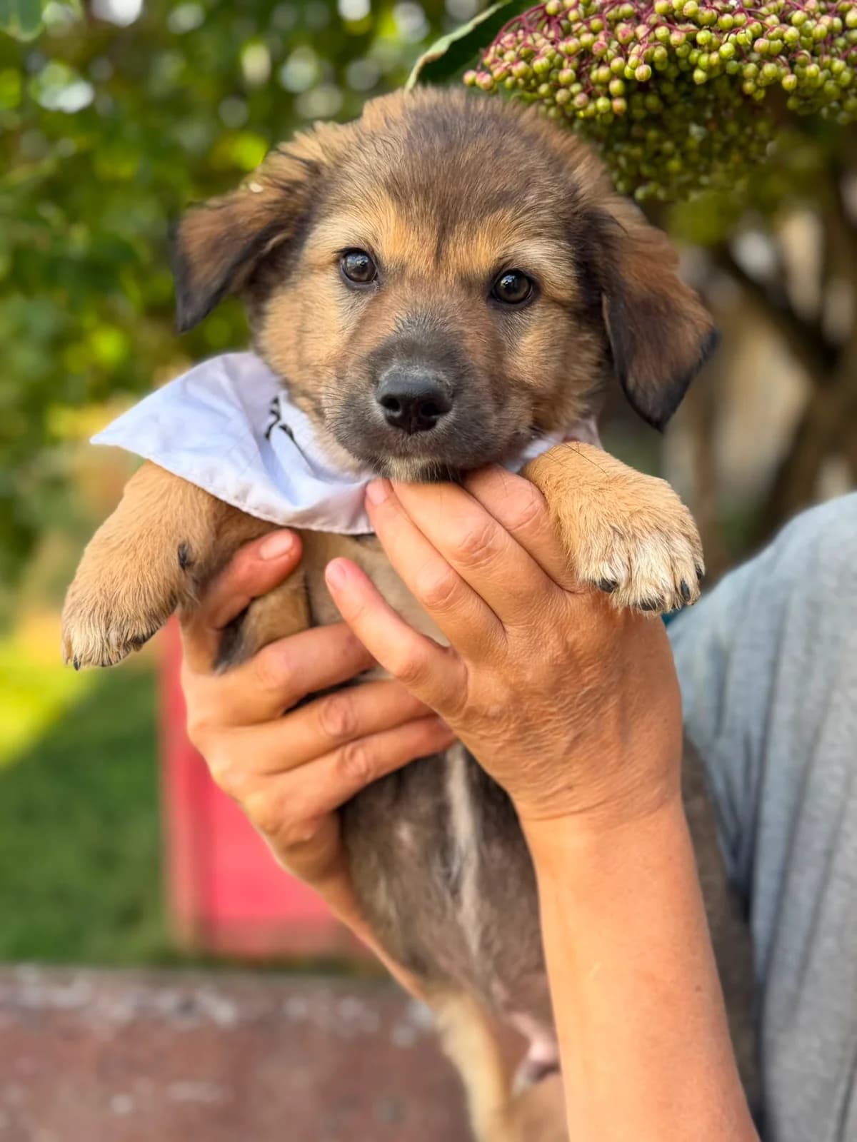 Tiger, male puppy Mixed Breed for adoption at Pföttchenretter mit Herz e.V., Leichlingen