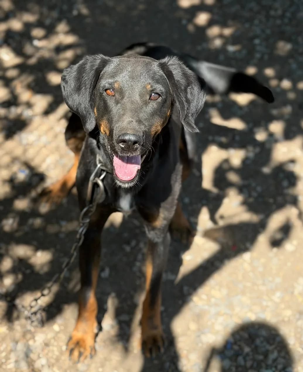 Freddy, male Mixed Breed for adoption at Pföttchenretter mit Herz e.V., Leichlingen