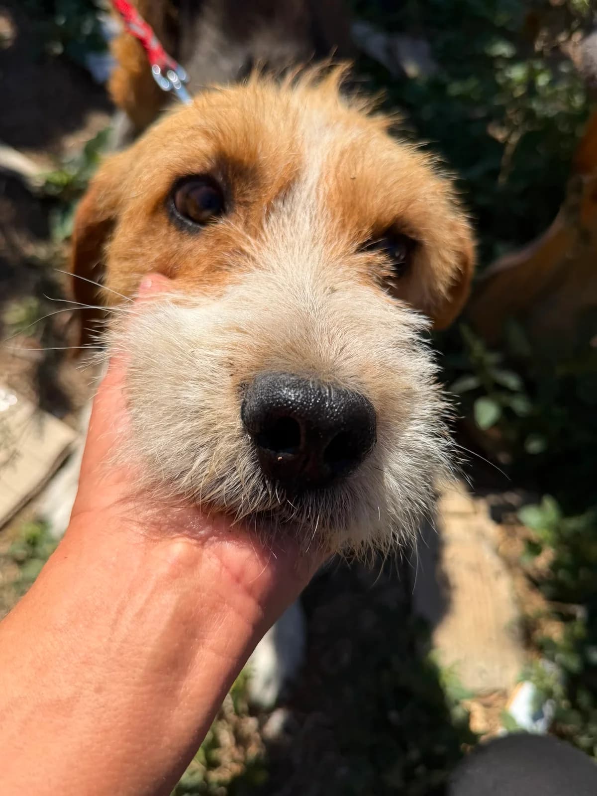 Barki, male Mixed Breed for adoption at Pföttchenretter mit Herz e.V., Leichlingen