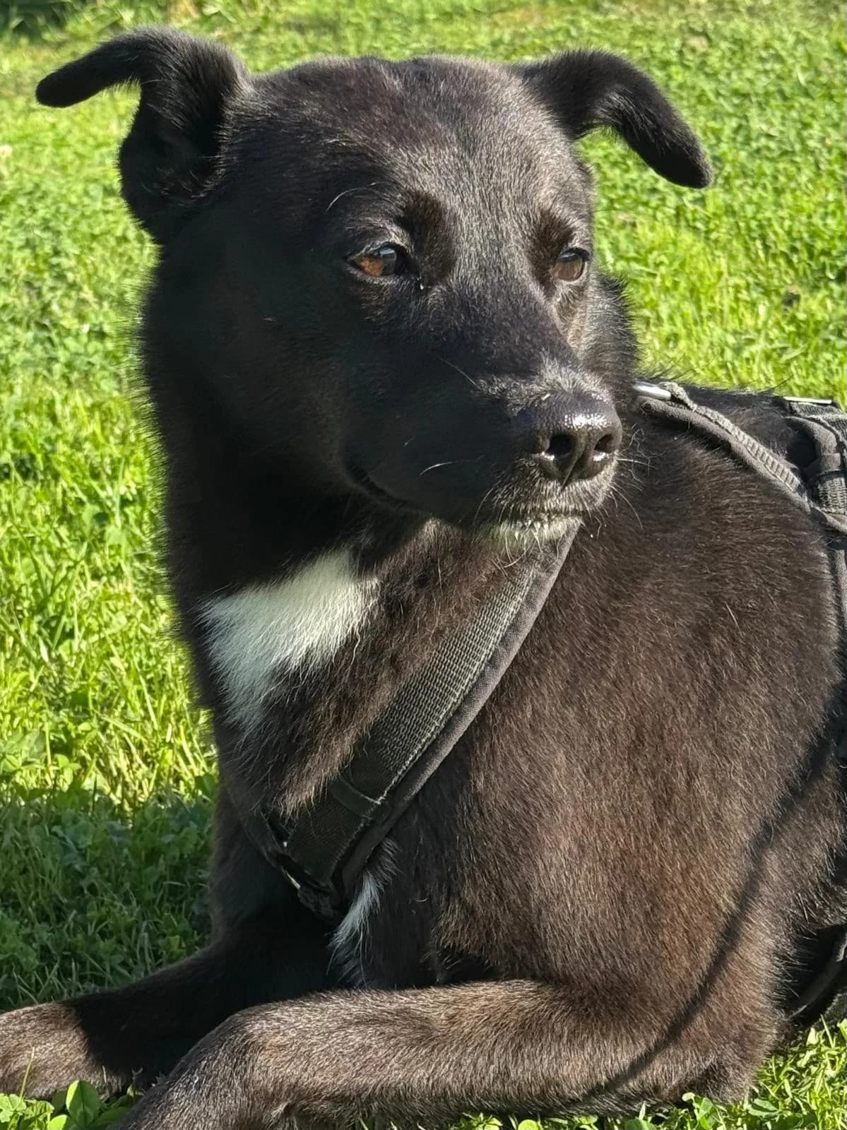 Pauli, male puppy Mixed Breed for adoption at Pföttchenretter mit Herz e.V., Leichlingen