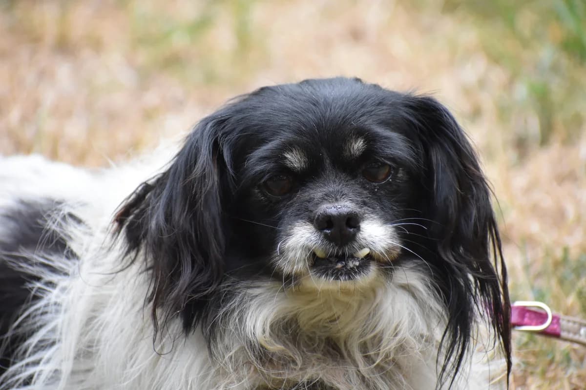 Géza, male senior mixed breed for adoption at Pföttchenretter mit Herz e.V., Leichlingen