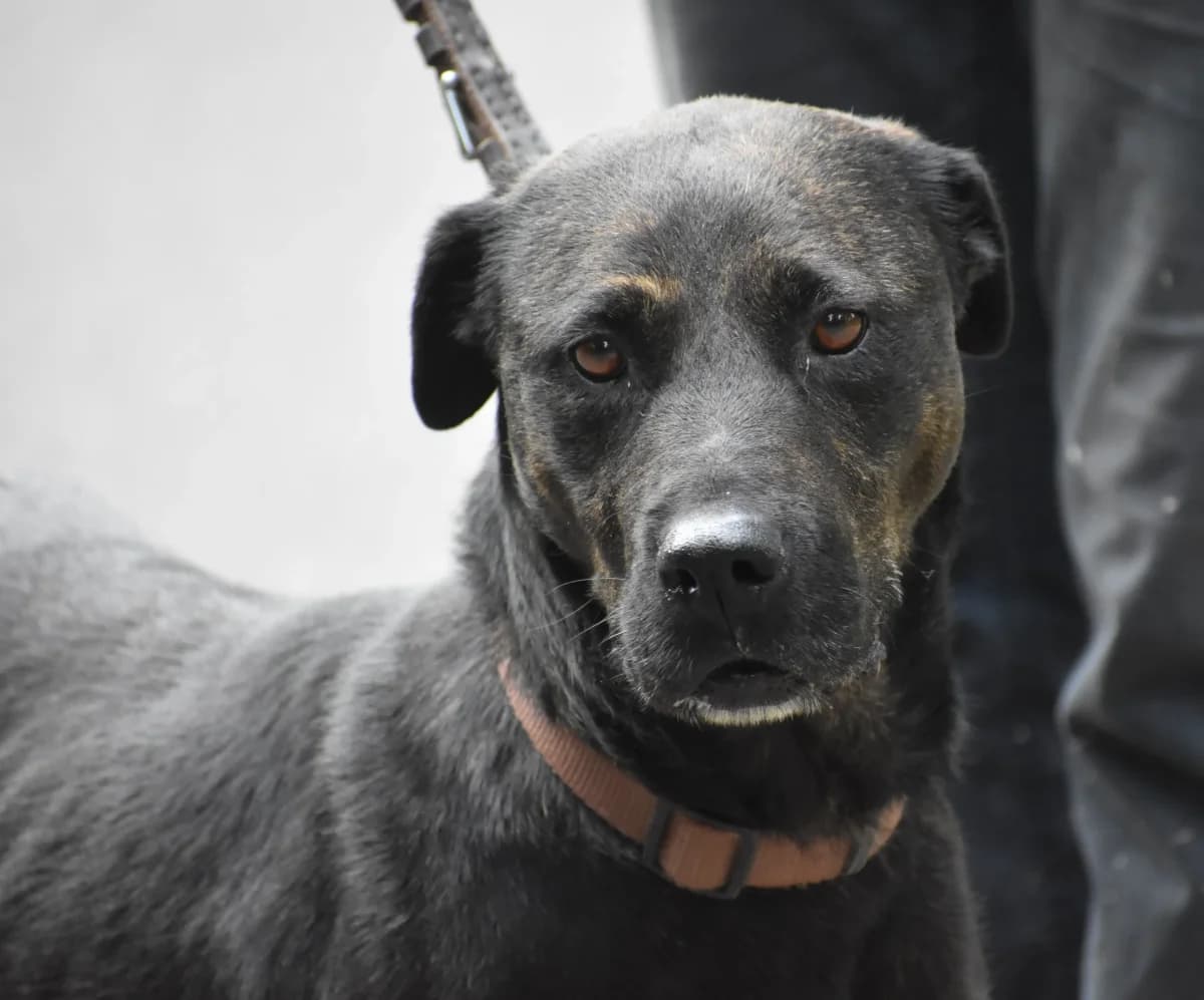 Izabell, female senior Rottweiler for adoption at Pföttchenretter mit Herz e.V., Leichlingen