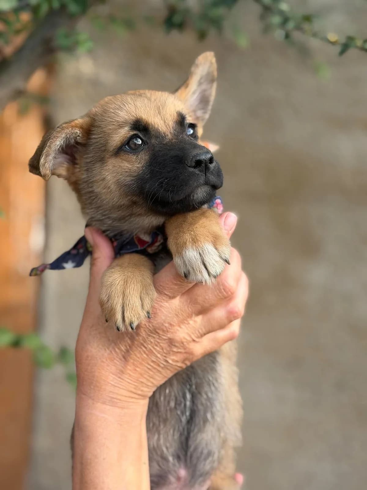 Timmon, male puppy Mixed Breed for adoption at Pföttchenretter mit Herz e.V., Leichlingen