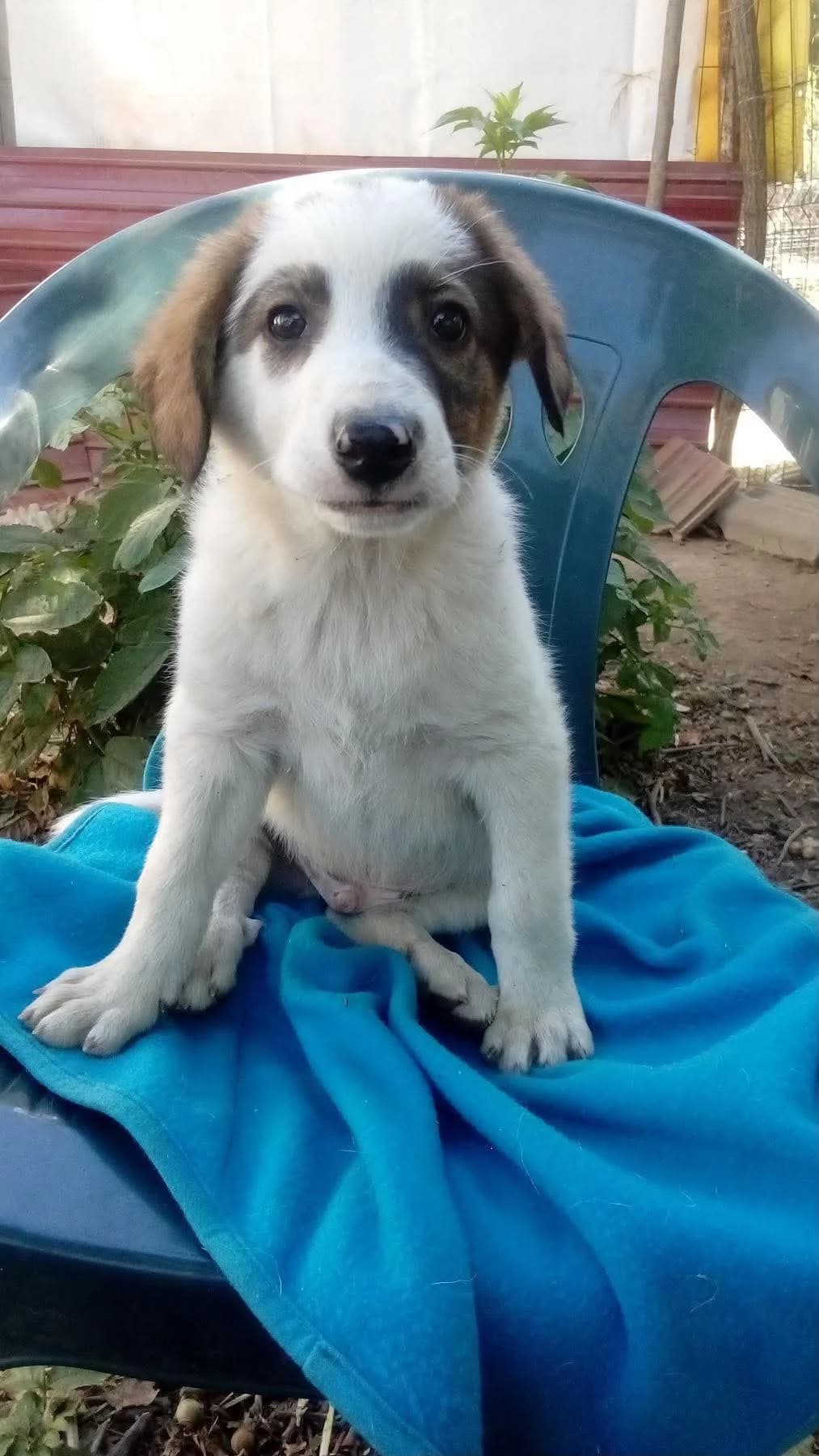 Lukas, weiß male puppy Mixed Breed for adoption at Pföttchenretter mit Herz e.V., Leichlingen