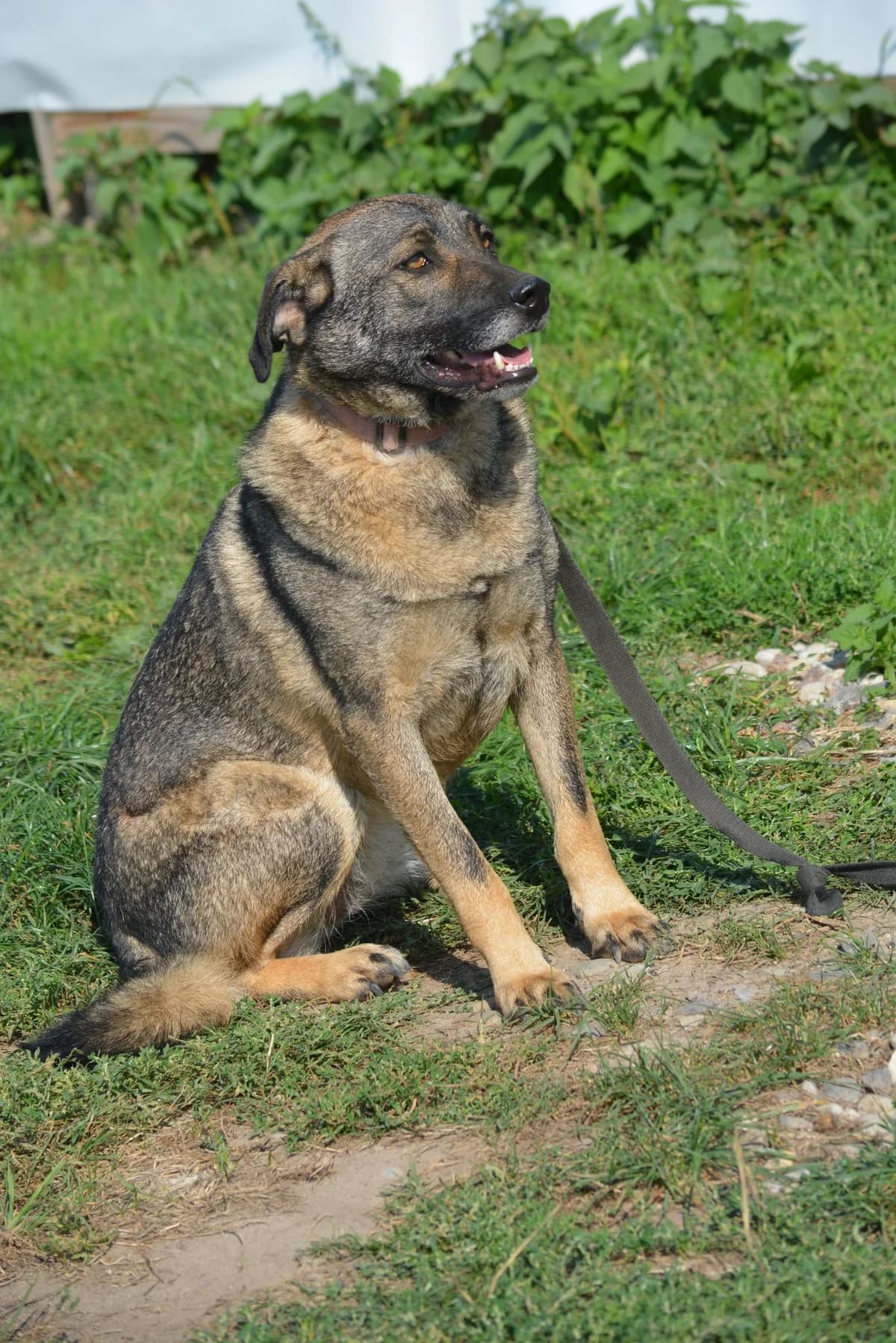 Juna, female 5yo Mixed Breed for adoption at Pföttchenretter mit Herz e.V., Leichlingen