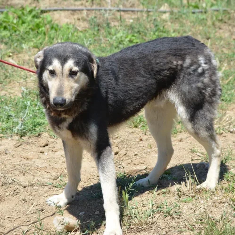 Ferdi, female Mixed Breed for adoption at Pföttchenretter mit Herz e.V., Leichlingen