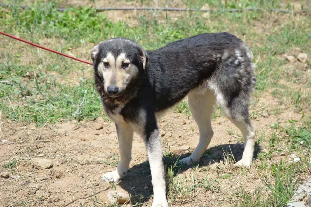 Ferdi, female Mixed Breed for adoption at Pföttchenretter mit Herz e.V., Leichlingen