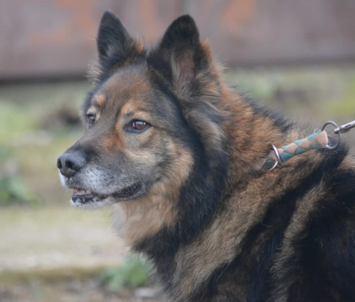 Chuck, male Mixed Breed for adoption at Pföttchenretter mit Herz e.V., Leichlingen