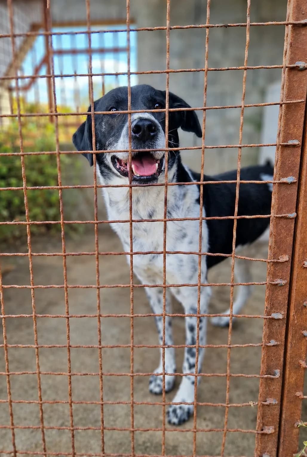 Blacky, male 4yo Mixed Breed for adoption at Pföttchenretter mit Herz e.V., Leichlingen