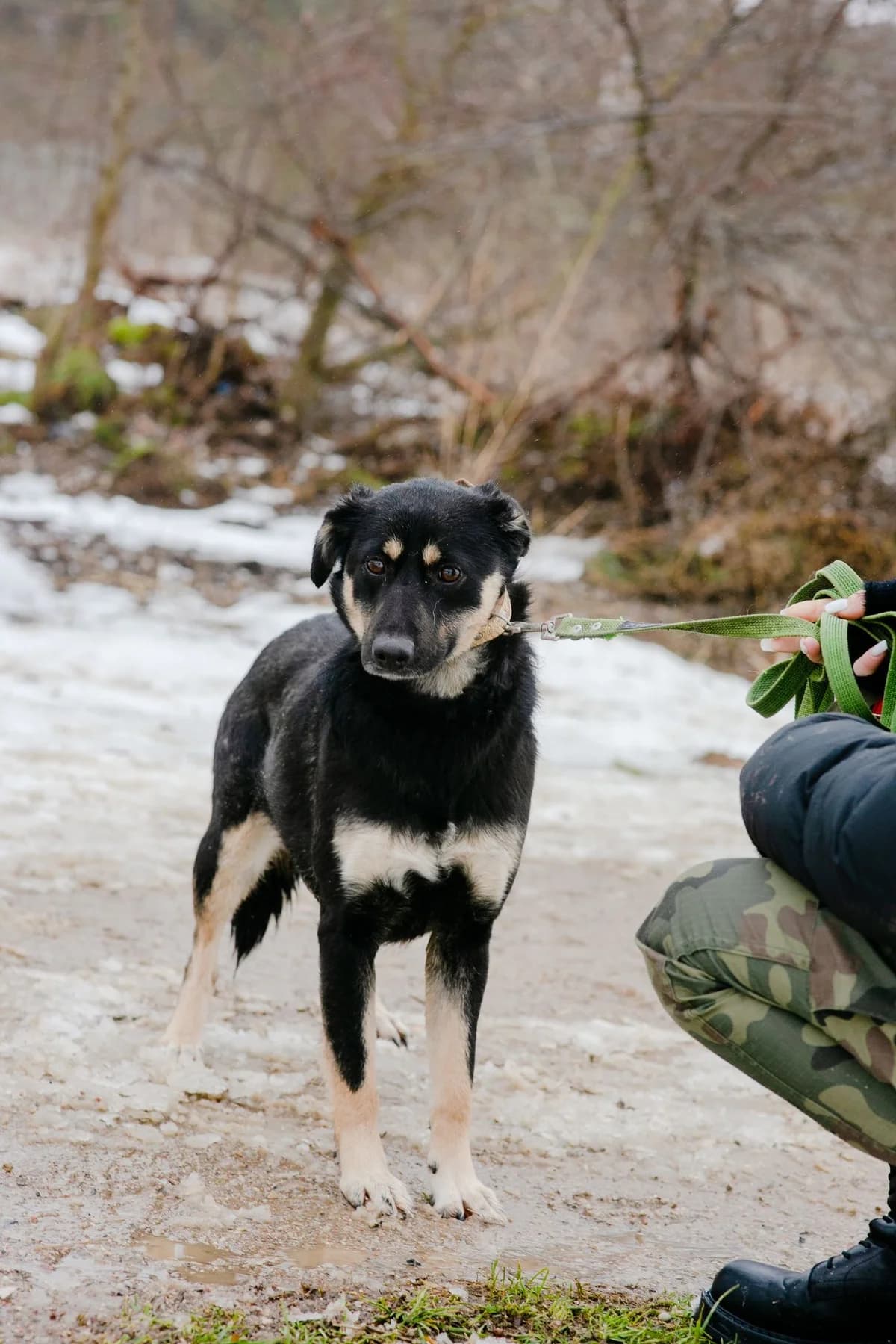Fiona, female 4yo Mixed Breed for adoption at Pföttchenretter mit Herz e.V., Leichlingen
