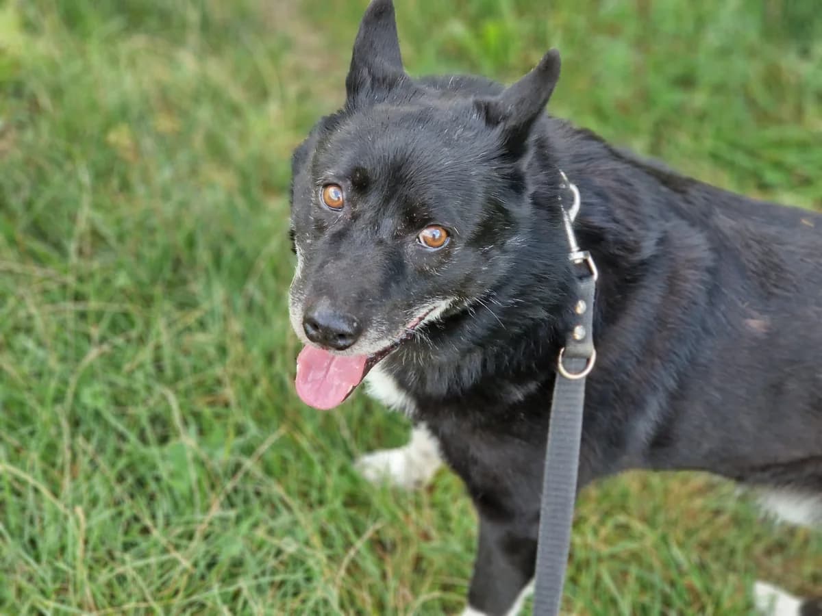 Elvis, male 6yo Mixed Breed for adoption at Pföttchenretter mit Herz e.V., Leichlingen