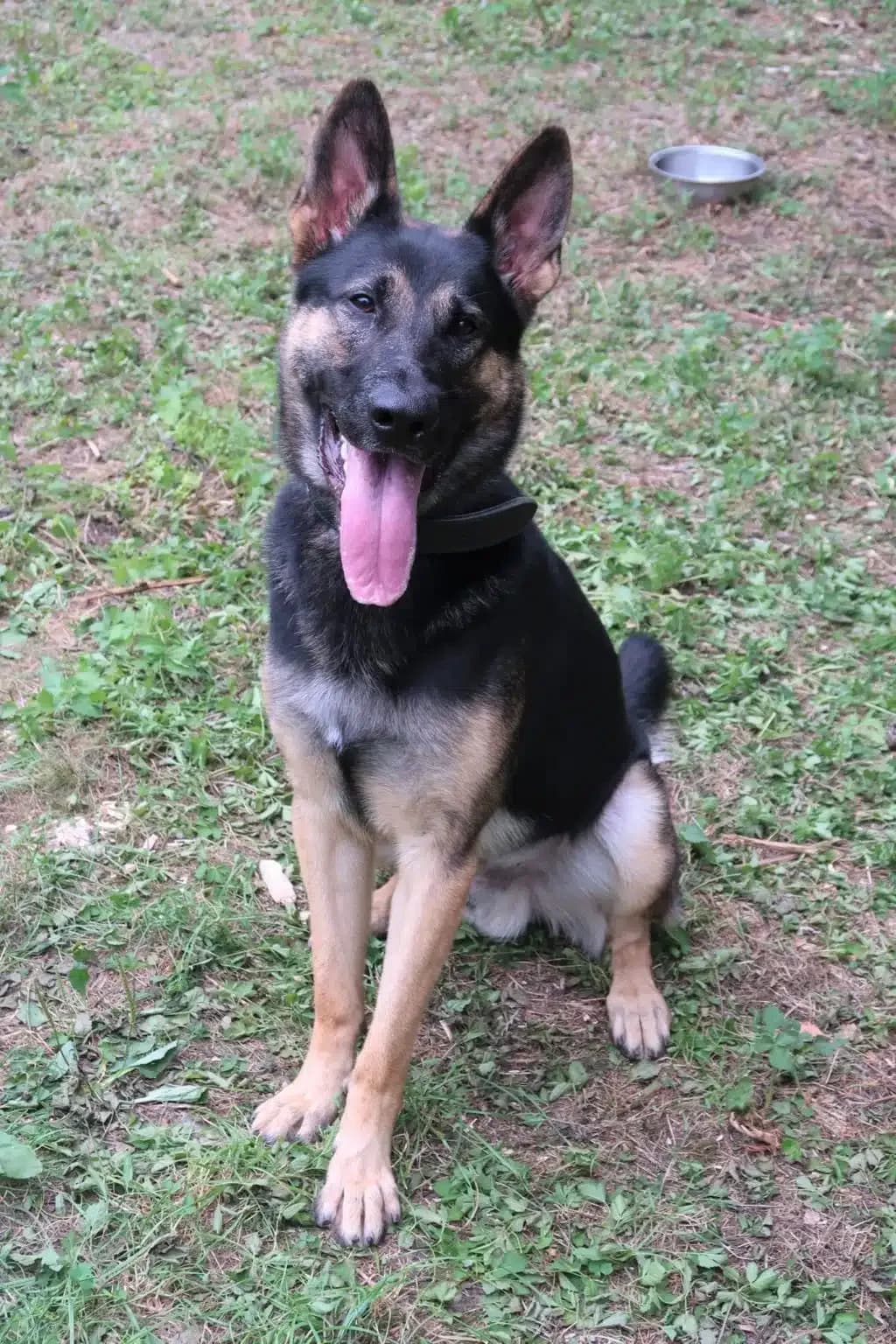 Klaus, male 4yo Mixed Breed for adoption at Pföttchenretter mit Herz e.V., Leichlingen
