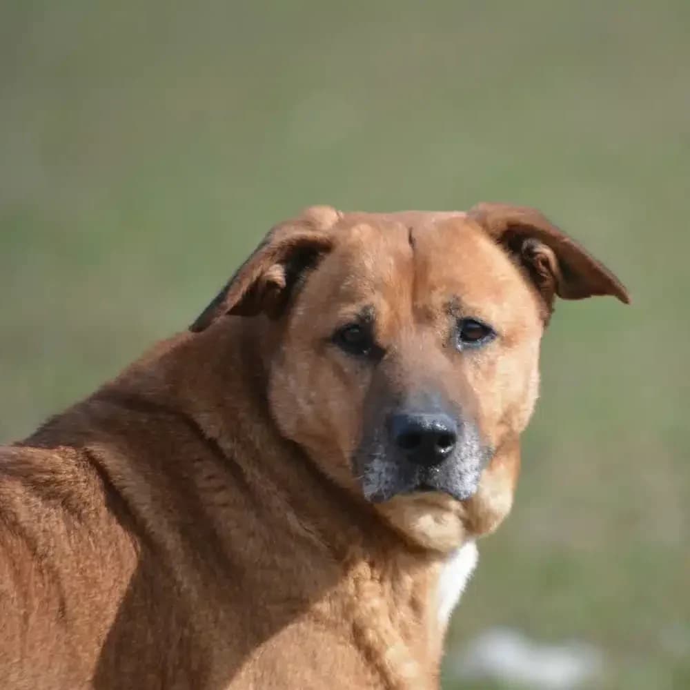 Bunia, female Mixed Breed for adoption at Pföttchenretter mit Herz e.V., Leichlingen