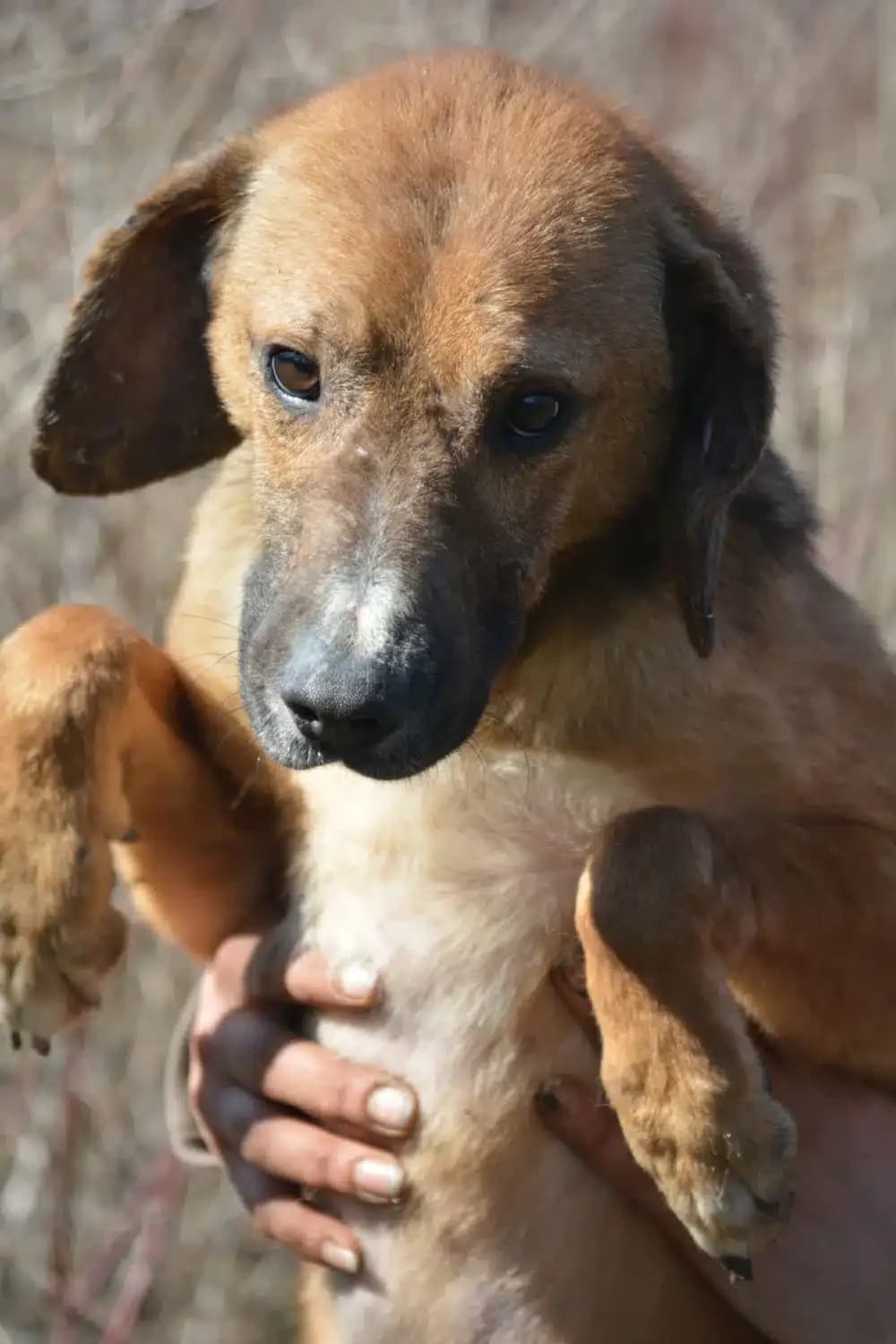 Nico (Njuka II), male 6yo Mixed Breed for adoption at Pföttchenretter mit Herz e.V., Leichlingen