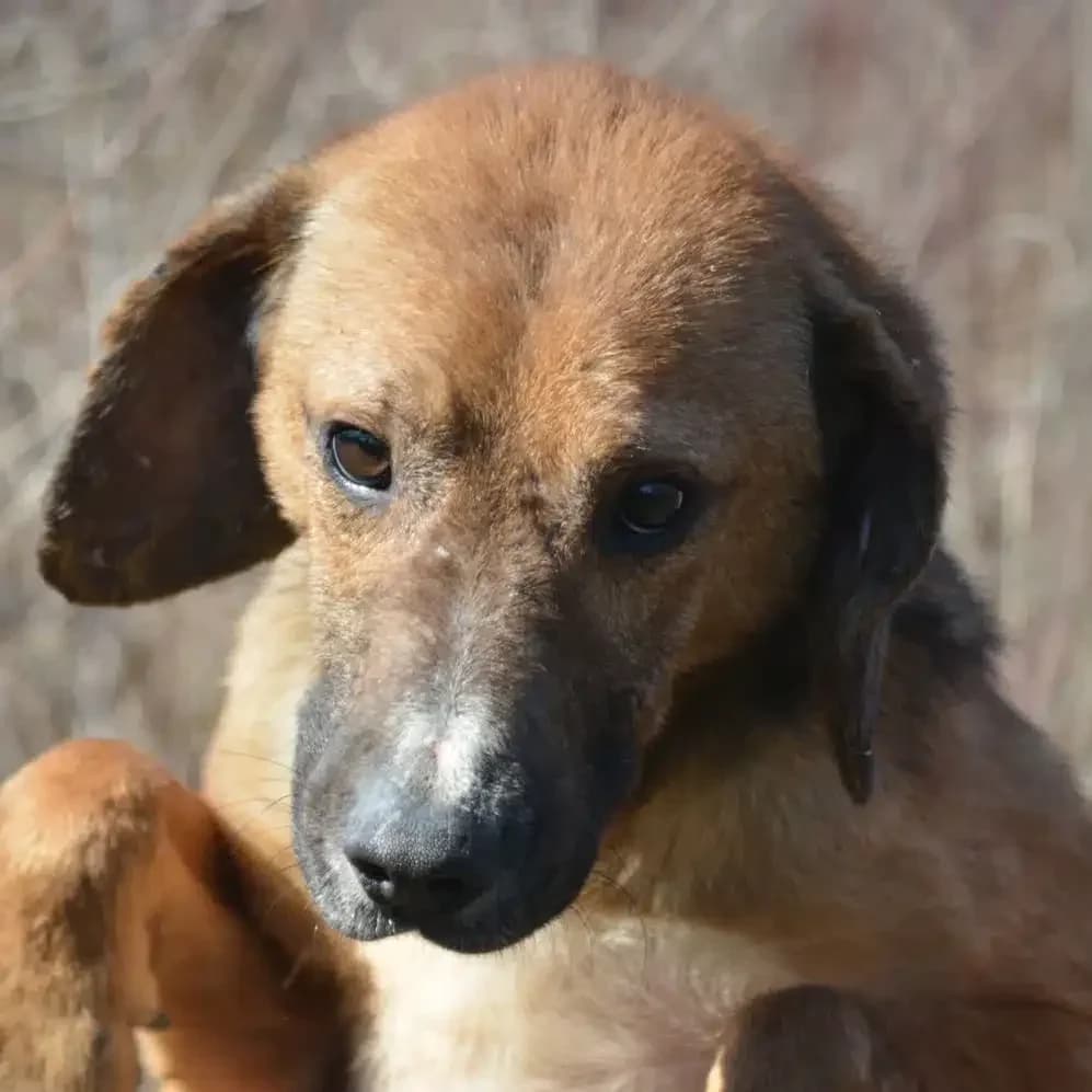 Nico (Njuka II), male 6yo Mixed Breed for adoption at Pföttchenretter mit Herz e.V., Leichlingen