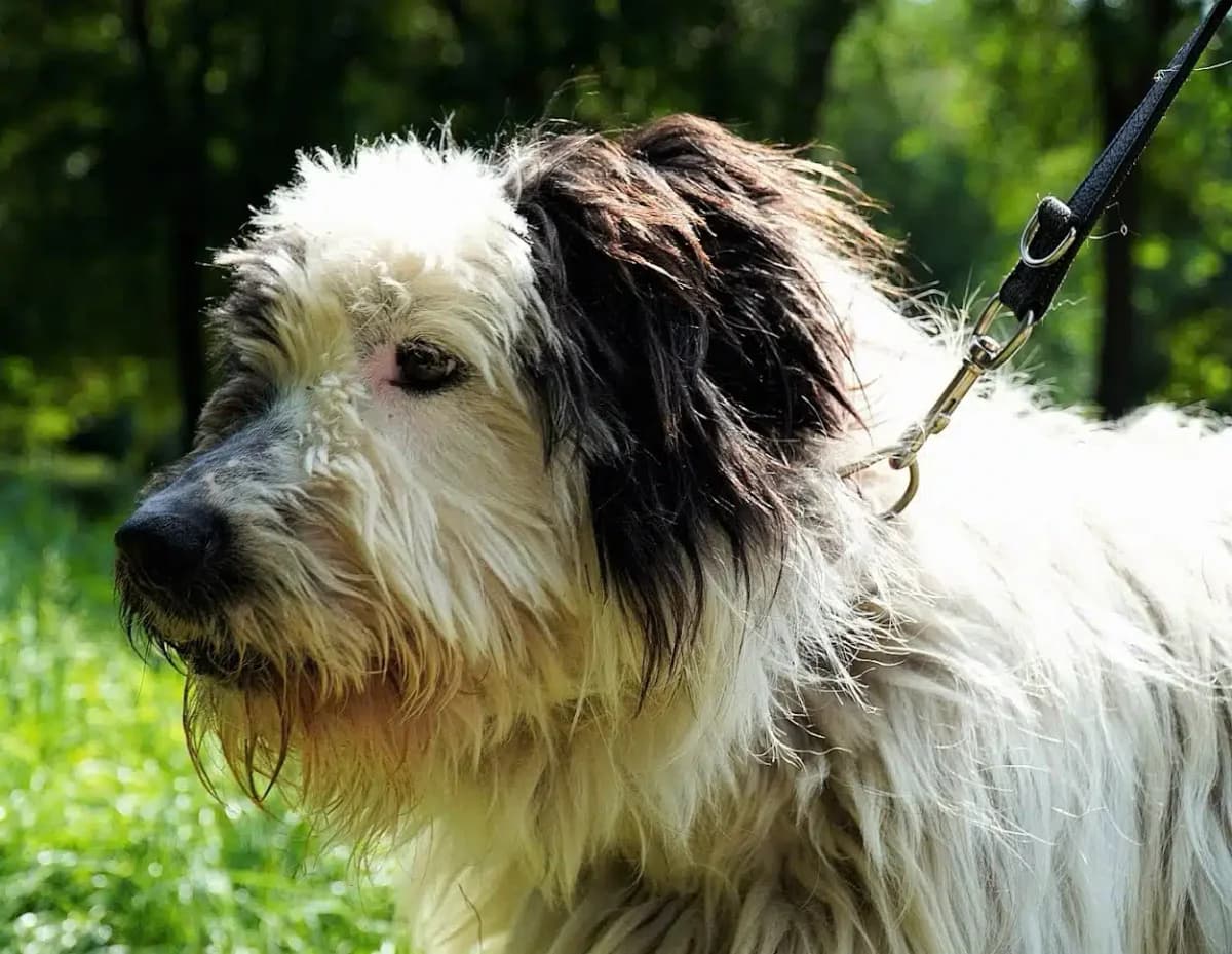 Bobo, male Mixed Breed for adoption at Pföttchenretter mit Herz e.V., Leichlingen