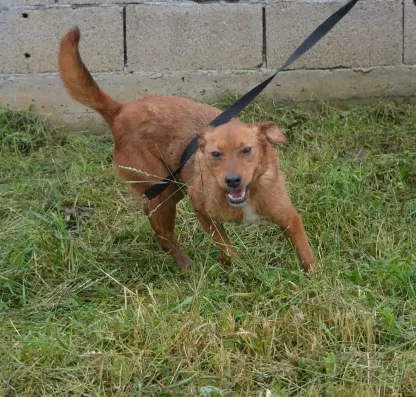 Britta (Branla), female Mixed Breed for adoption at Pföttchenretter mit Herz e.V., Leichlingen