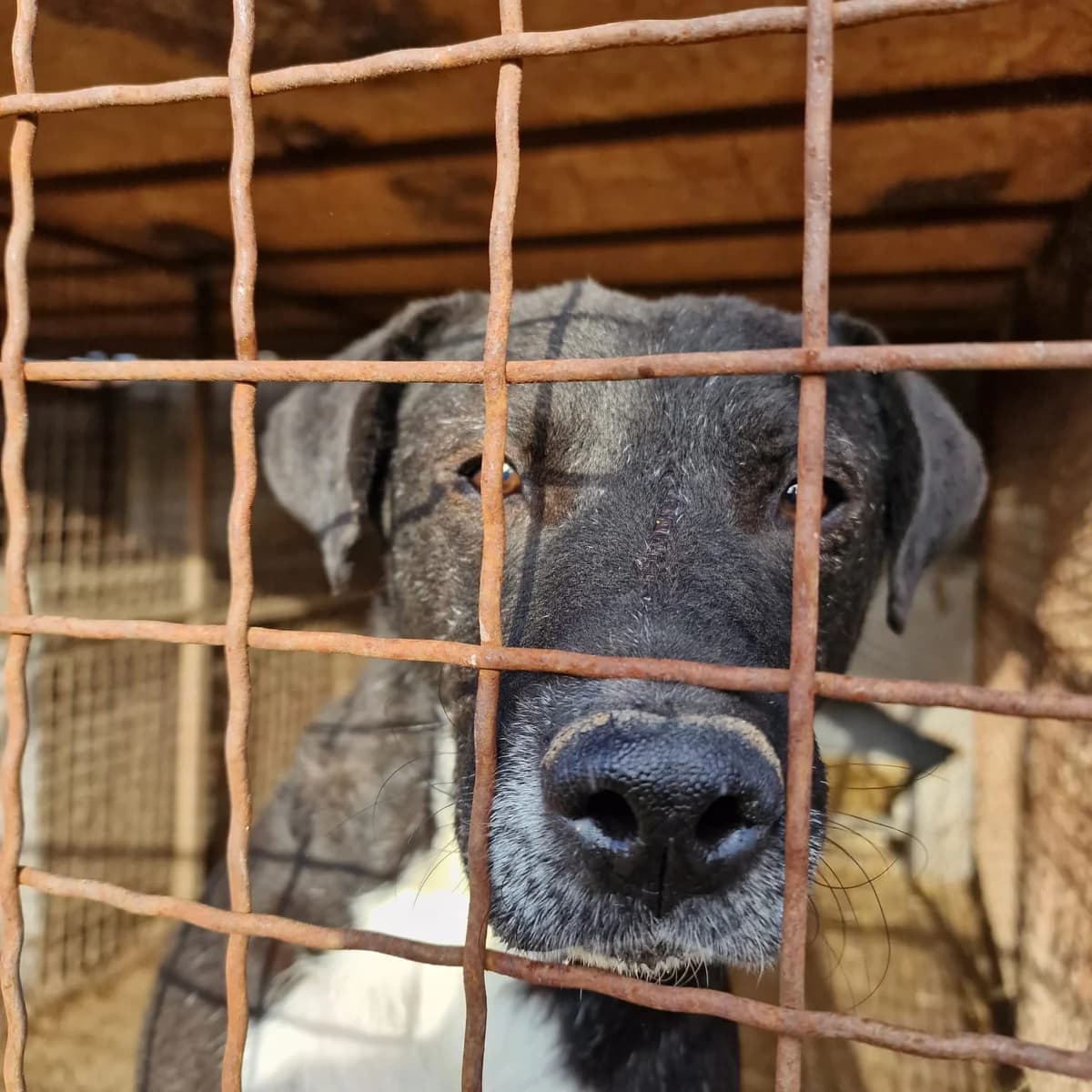 Tom (Studer), female Mixed Breed for adoption at Pföttchenretter mit Herz e.V., Leichlingen
