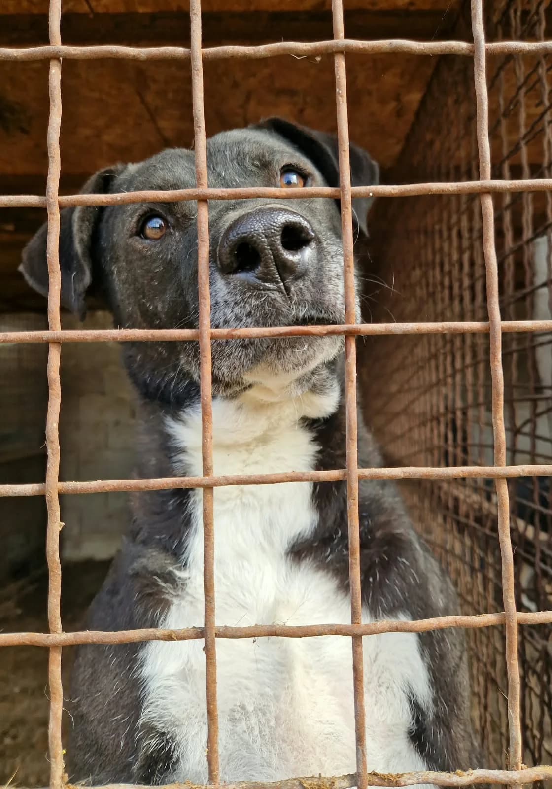 Tom (Studer), female Mixed Breed for adoption at Pföttchenretter mit Herz e.V., Leichlingen