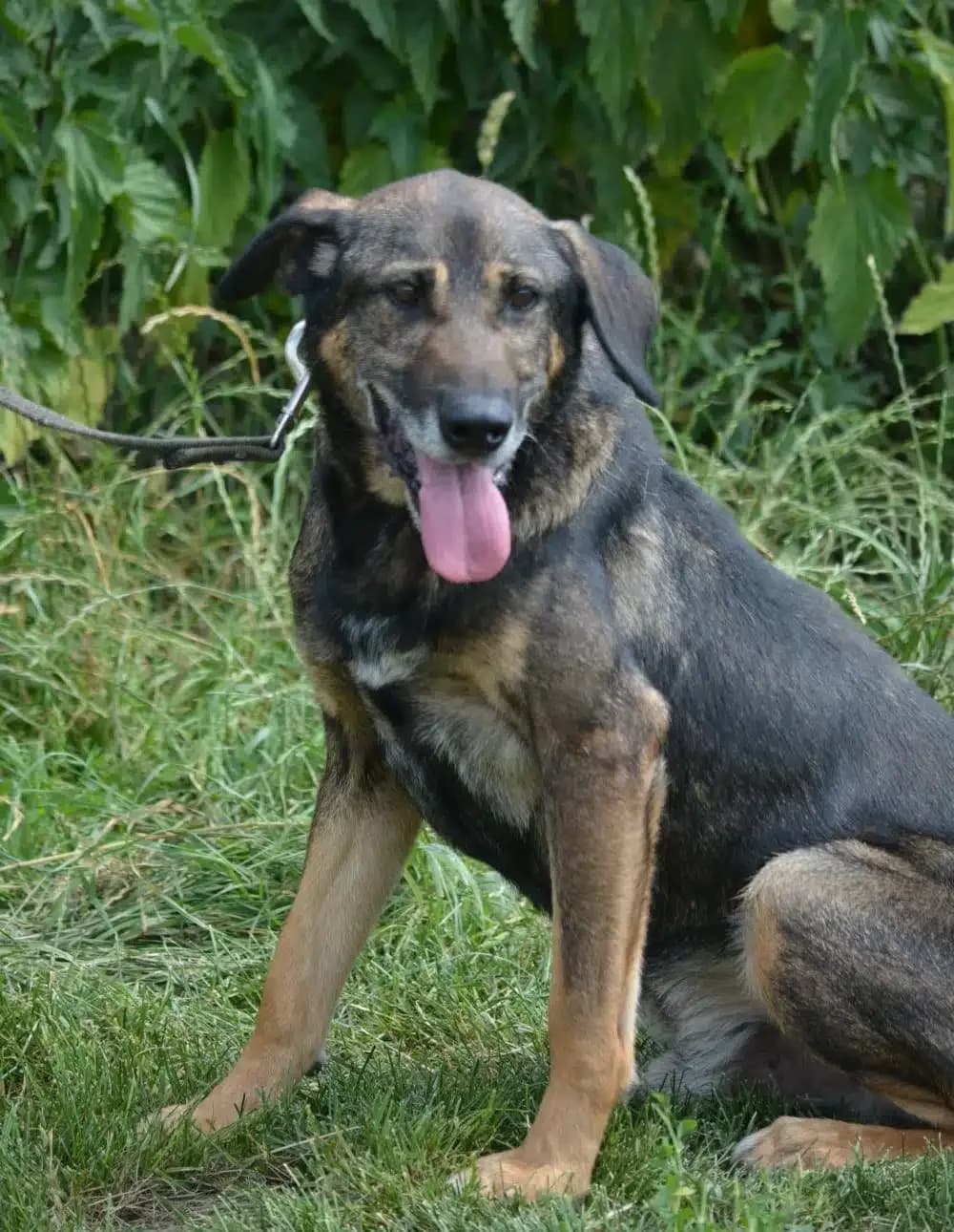 Banczi, female Mixed Breed for adoption at Pföttchenretter mit Herz e.V., Leichlingen