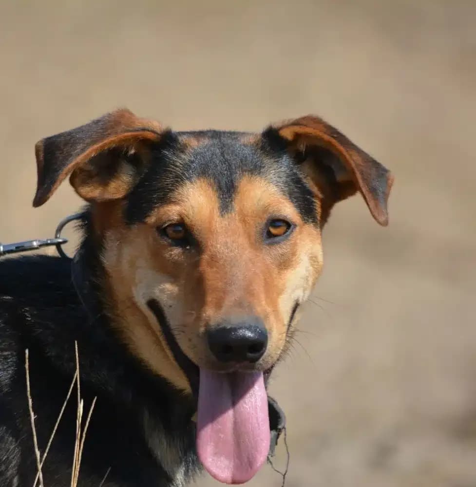 Barney, male Mixed Breed for adoption at Pföttchenretter mit Herz e.V., Leichlingen