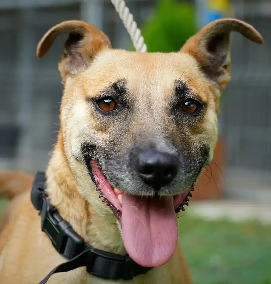 Kuba (Hündin), female 7yo Mixed Breed for adoption at Pföttchenretter mit Herz e.V., Leichlingen