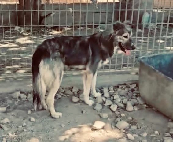 Budina, wolfsfarben female young Mixed Breed for adoption at Pfoten Match e.V.