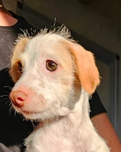 Daniele, weiß mit beige male puppy Mixed Breed for adoption at Pfoten Match e.V.
