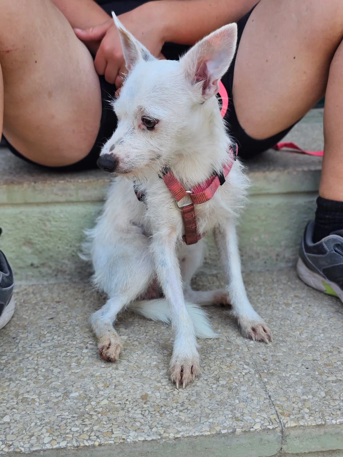 Samantha, weiß female young Mixed Breed for adoption at Pfoten Match e.V.