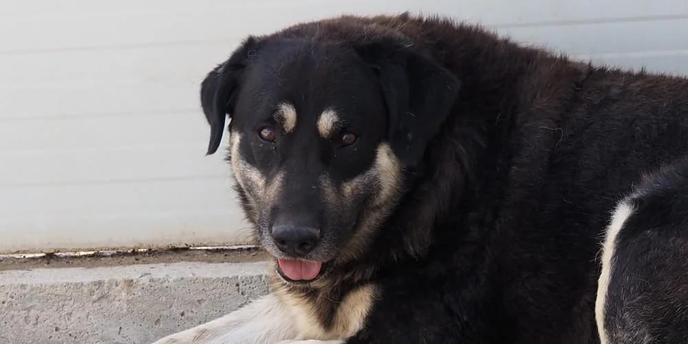 Suro, Schwarz/braun male 4yo Mixed Breed for adoption at PfotenFreunde Sardinien e.V.