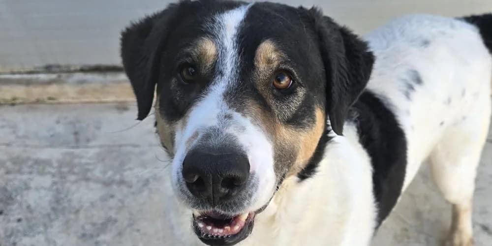 Shiro, weiß/schwarz male 4yo Mixed Breed for adoption at PfotenFreunde Sardinien e.V.