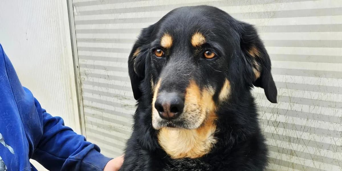 Mako, tricolor male 4yo Mixed Breed for adoption at PfotenFreunde Sardinien e.V.