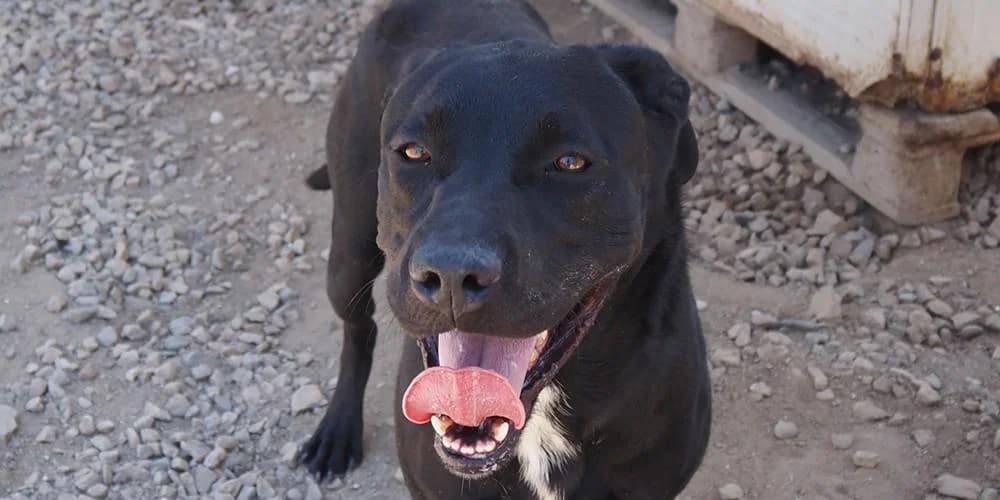 Nerone, schwarz male 4yo Mixed Breed for adoption at PfotenFreunde Sardinien e.V.