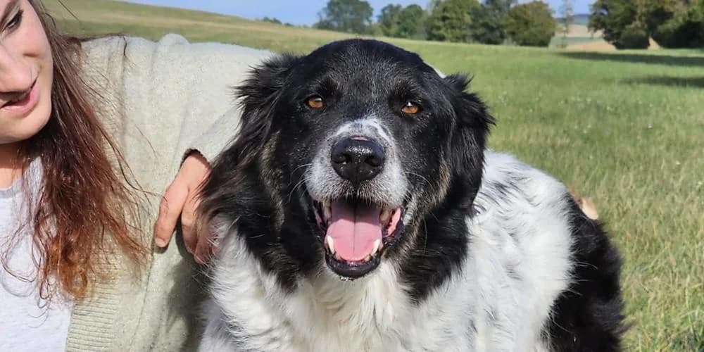 Boris, schwarz-weiΓ male 5yo Mixed Breed for adoption at PfotenFreunde Sardinien e.V.