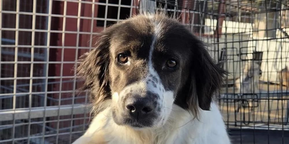 Elisabetta, weiß mit schwarz female 4yo Mixed Breed for adoption at PfotenFreunde Sardinien e.V.