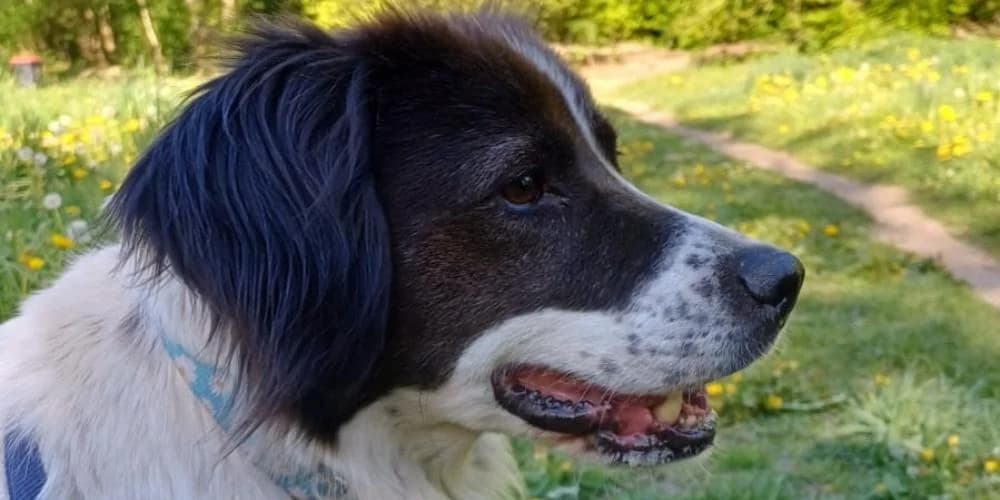 Elisabetta, weiß mit schwarz female 5yo Mixed Breed for adoption at PfotenFreunde Sardinien e.V.
