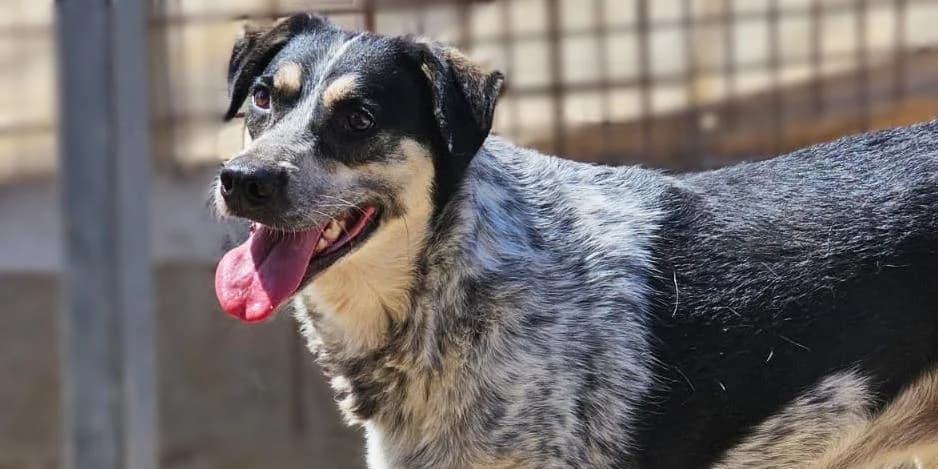 Mig, tricolor female 3yo Mixed Breed for adoption at PfotenFreunde Sardinien e.V.