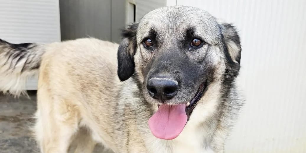 Monroe, beige-braun mit schwarz male 3yo Mixed Breed for adoption at PfotenFreunde Sardinien e.V.