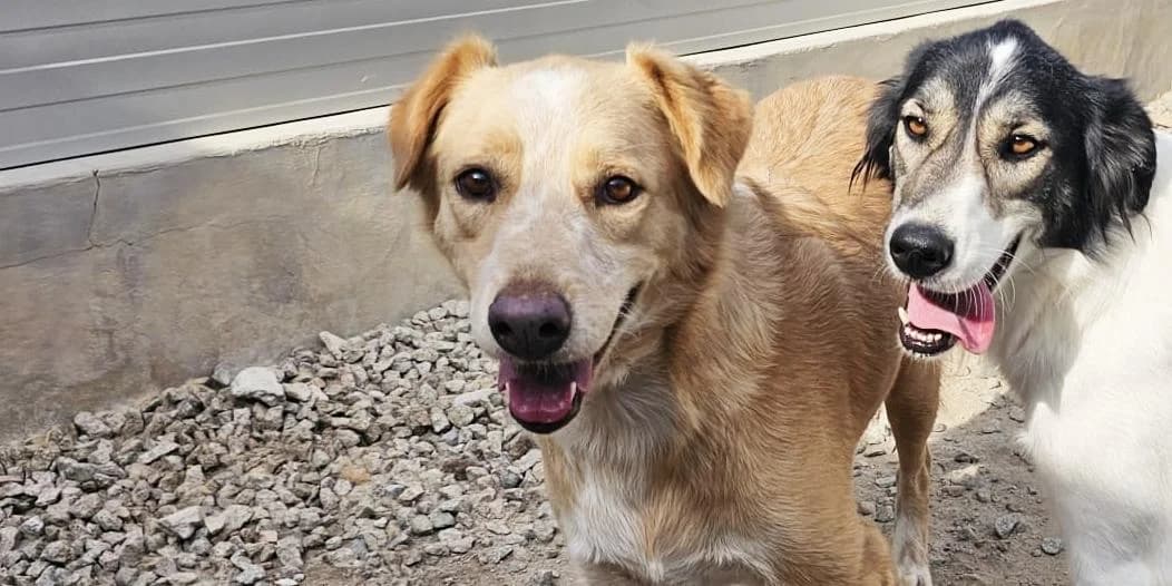 Ziguli, creme mit weiß male 4yo Mixed Breed for adoption at PfotenFreunde Sardinien e.V.