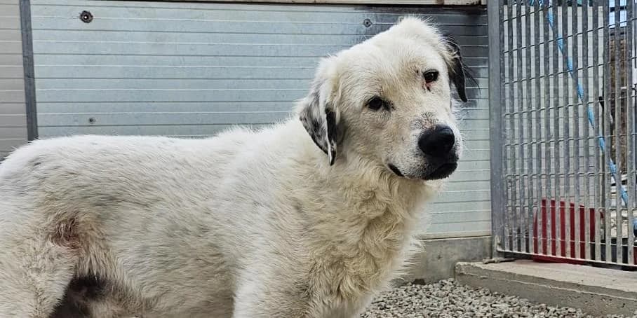 Raji, weiß mit dunklen Ohren male 3yo Mixed Breed for adoption at PfotenFreunde Sardinien e.V.