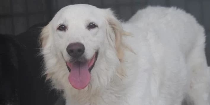 Rao, weiß male 3yo Mixed Breed for adoption at PfotenFreunde Sardinien e.V.