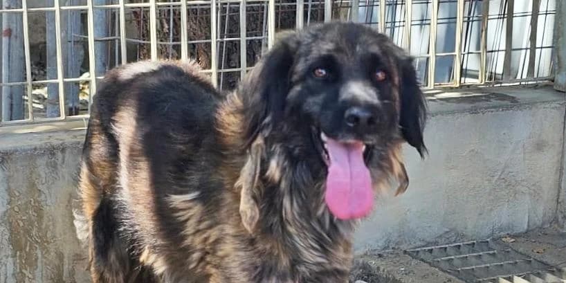 Oriana, braun-gestromt female 4yo Mixed Breed for adoption at PfotenFreunde Sardinien e.V.