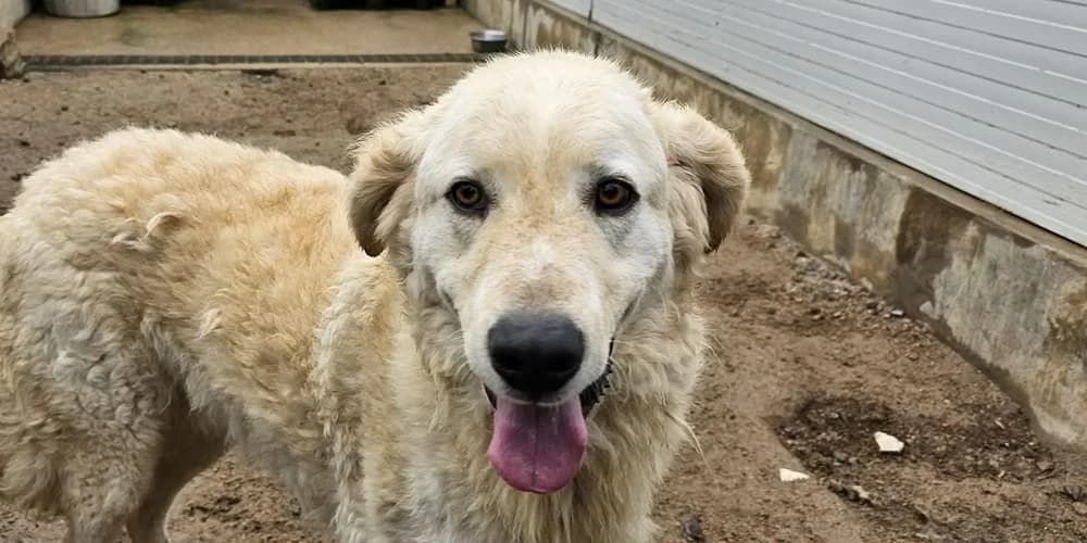 Arturobeige, beige mit weiß male 3yo Mixed Breed for adoption at PfotenFreunde Sardinien e.V.