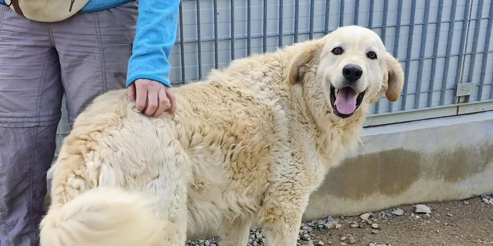 Arturobeige, beige mit weiß male 3yo Mixed Breed for adoption at PfotenFreunde Sardinien e.V.