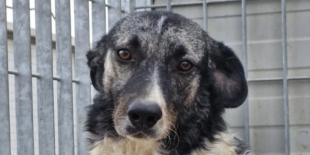 Ferdinando, weiß-braun male 4yo Mixed Breed for adoption at PfotenFreunde Sardinien e.V.