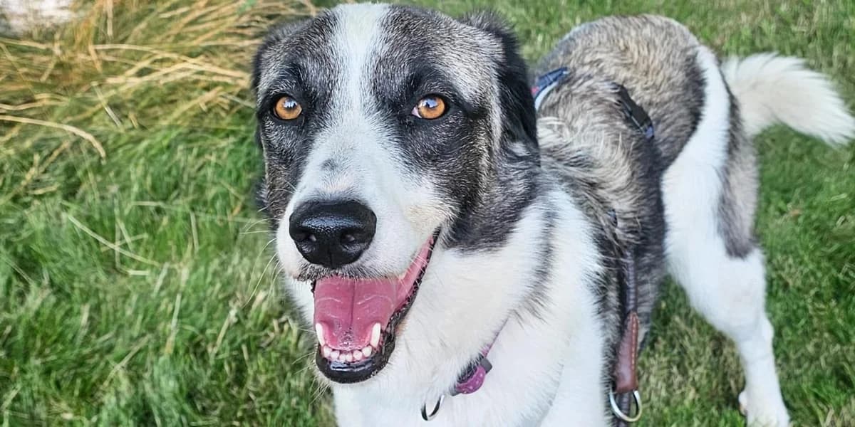 Francia, weiß mit grau und schwrz female 4yo Mixed Breed for adoption at PfotenFreunde Sardinien e.V.