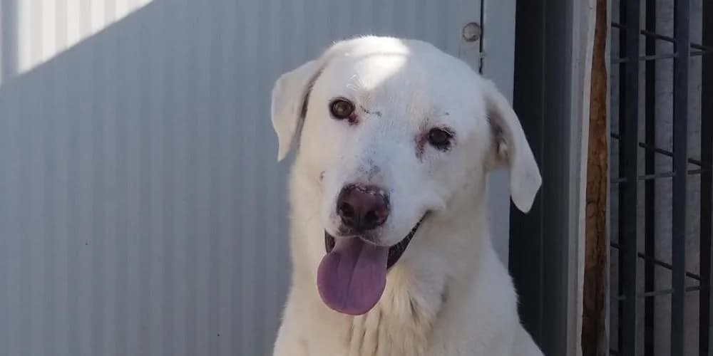 Gitano, weiß/beige male 3yo Mixed Breed for adoption at PfotenFreunde Sardinien e.V.