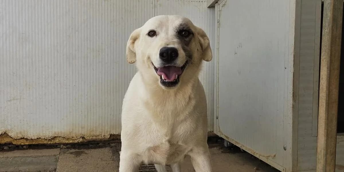 Giacinta, weiß mit grauem Kopf female 3yo mixed breed for adoption at PfotenFreunde Sardinien e.V.